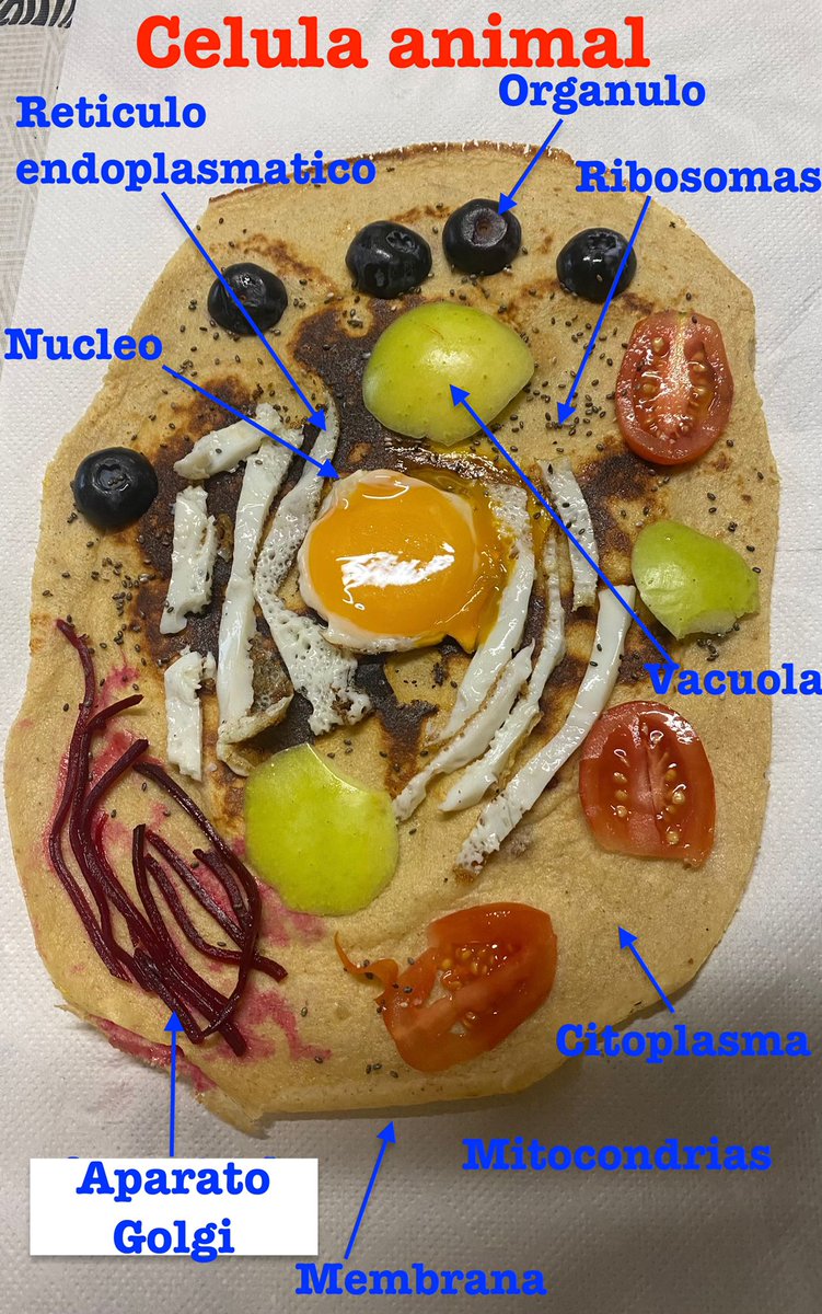 quiquesubi's tweet photo. 😋 Deliciosas maquetas de células.
A partir de una pizza🍕 con forma de célula vegetal, retamos al alumnado a hacer sus propias maquetas comestibles.
Han hecho tartas, bizcochos, tortillas... un gran trabajo del alumnado aprendiendo de forma diferente y divertida.😉
@imgende https://t.co/iWHQmcfm5D