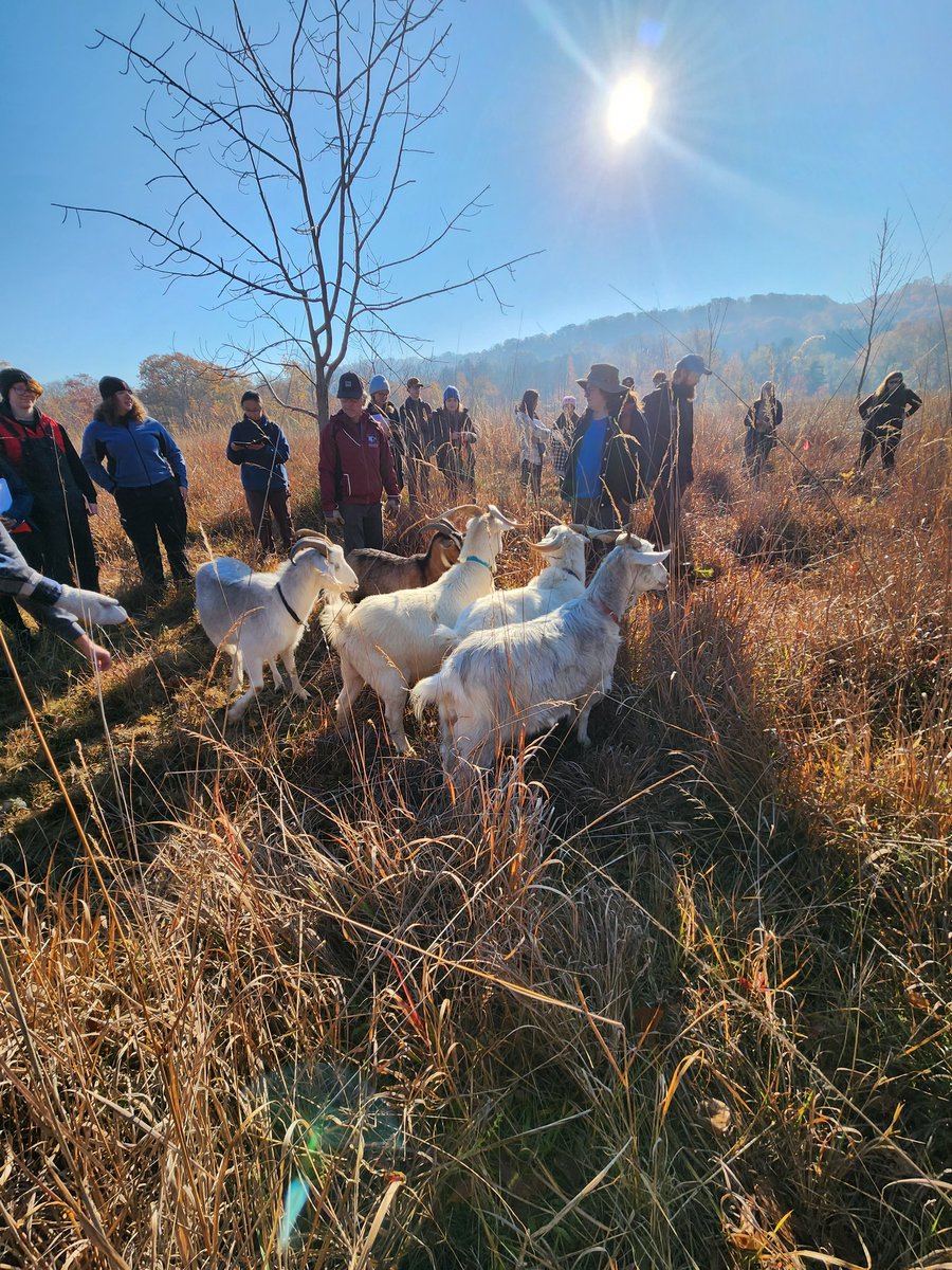 Monday was a beautiful day for a goat lab with the Bio 3JJ3 crew.

I had a blast monitoring what these goats were eating throughout the McMaster Forest Nature Preserve. They loved the buckthorn and birdsfoot trefoil - some invasives at our site. 🤗🐐