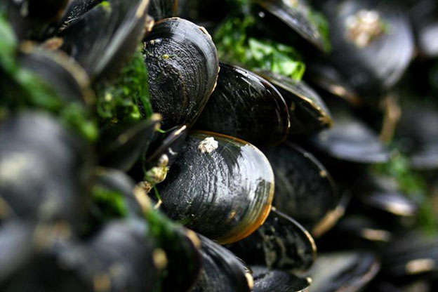 NOAAResearch's tweet photo. Enjoy mussels on a half shell?
Researchers with @noaacoastalsci study the effects of #OceanAcidification on metal uptake and toxicity in #bluemussels to support seafood safety.
Learn more: https://t.co/H3lTSU2iIx
@OA_NOAA https://t.co/IDUOYiwb6E