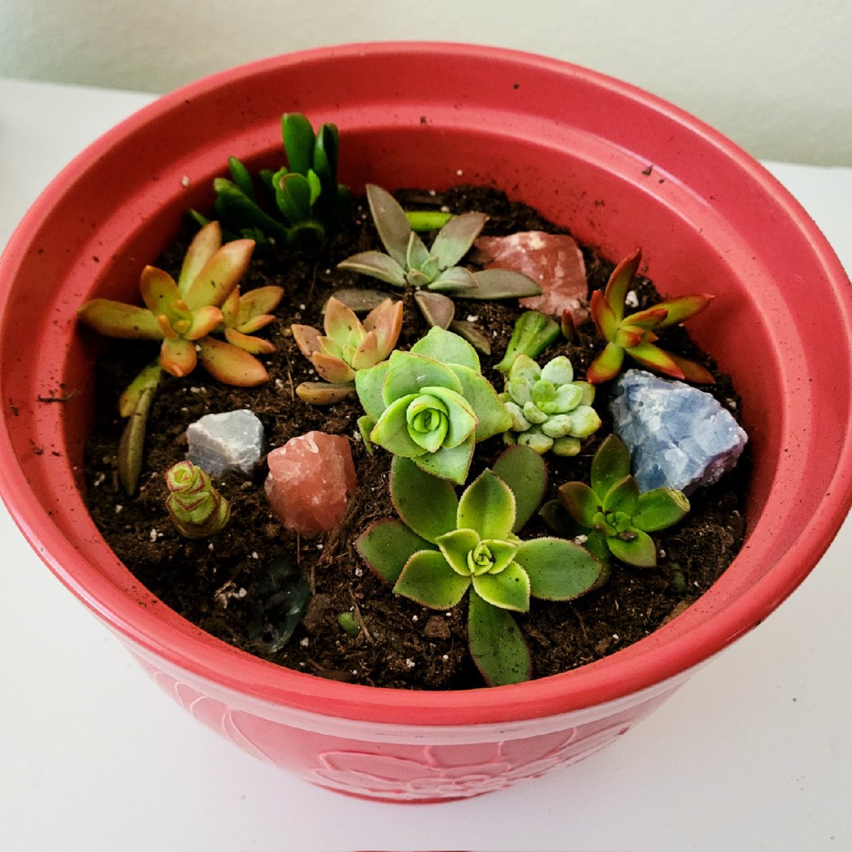 zeldasuccs's tweet photo. More new babies I'm hoping will root 🪴😍💜
#cacti #cactus #gardening #plantmom #succulents #plants #goodvibes #vibez #succulent #succulover #succulentlove #Zelda #ZeldaSuccs #aloevera #aloe #crystals #crystallove #plantloversofinstagram #plantlover #plantlove #GetSuccy #succs https://t.co/BhcUX06DK4