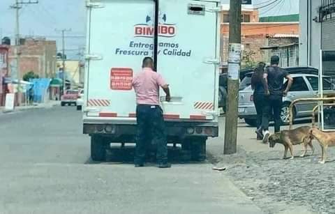 rogeliomtz75's tweet image. Este repartidor de BIMBO le da de comer a los perros de la calle. 👏👏👏👏👏