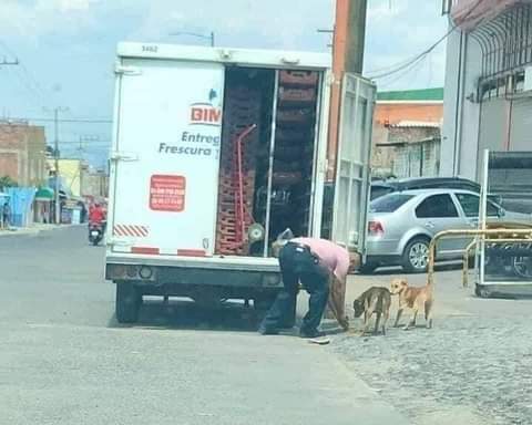 rogeliomtz75's tweet image. Este repartidor de BIMBO le da de comer a los perros de la calle. 👏👏👏👏👏