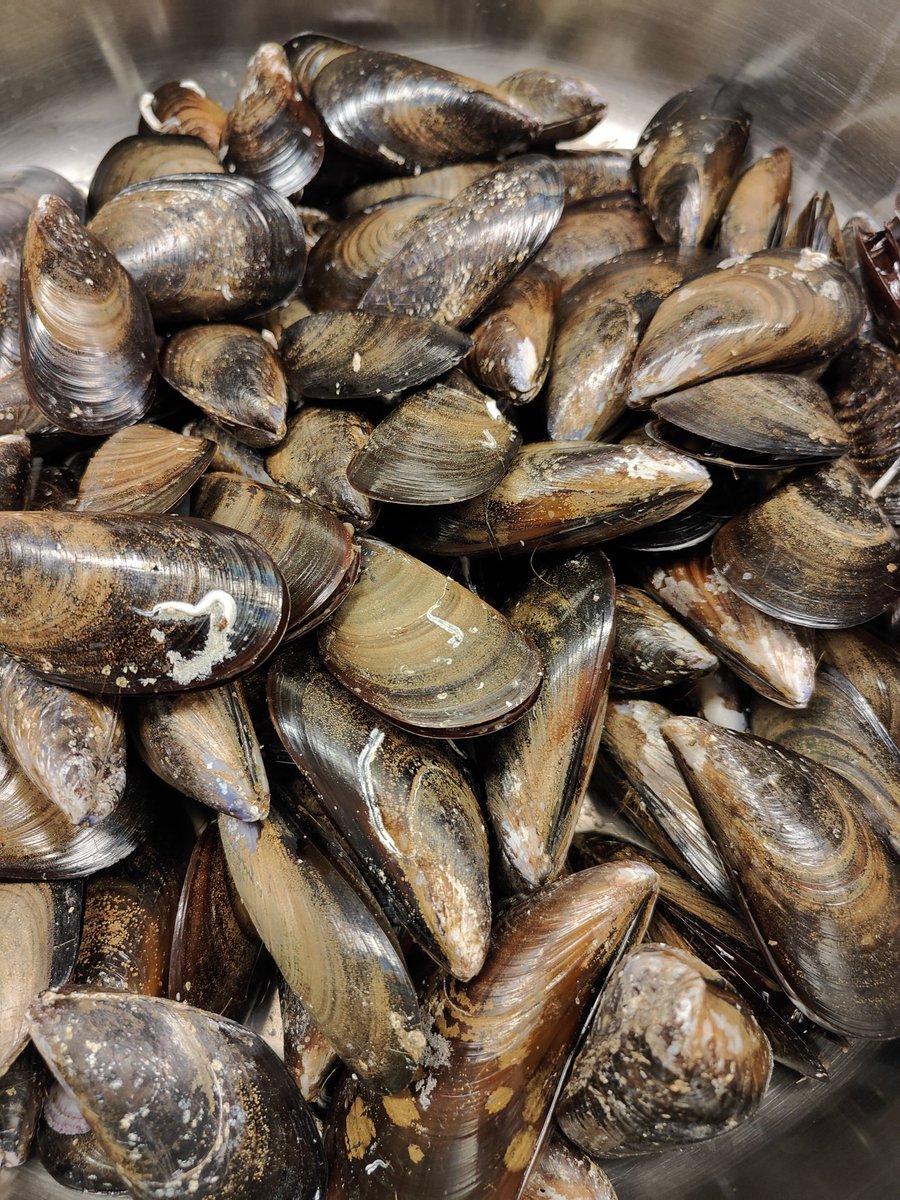 MiniOnTourES's tweet photo. ¡Hoy toca planazo en @xeito1920! 😋  Nos vamos a poner las botas en la inauguración de #MejillonOPMEGA con @ipuntodominguez y @Miguelmosteiro 👨‍🍳 🐚. ¿Qué nos tendrán preparado? 🤤🤤🤤 @somosohmyword @gastrolabarousa @loves_galicia @Turvegal https://t.co/ptQ10ucIoB
