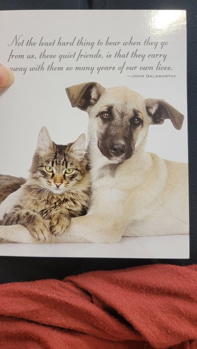 Was starting to feel a little better, but then got this card from my vet. I miss my baby😢 https://t.<a href="/tag/mvsales"class="tags"><span>#mvsales</span></a>