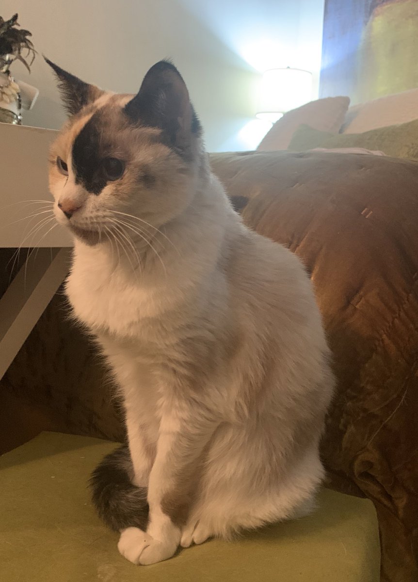 Longggg overdue for a Lhotse Appreciation Post. 🐱 ✨