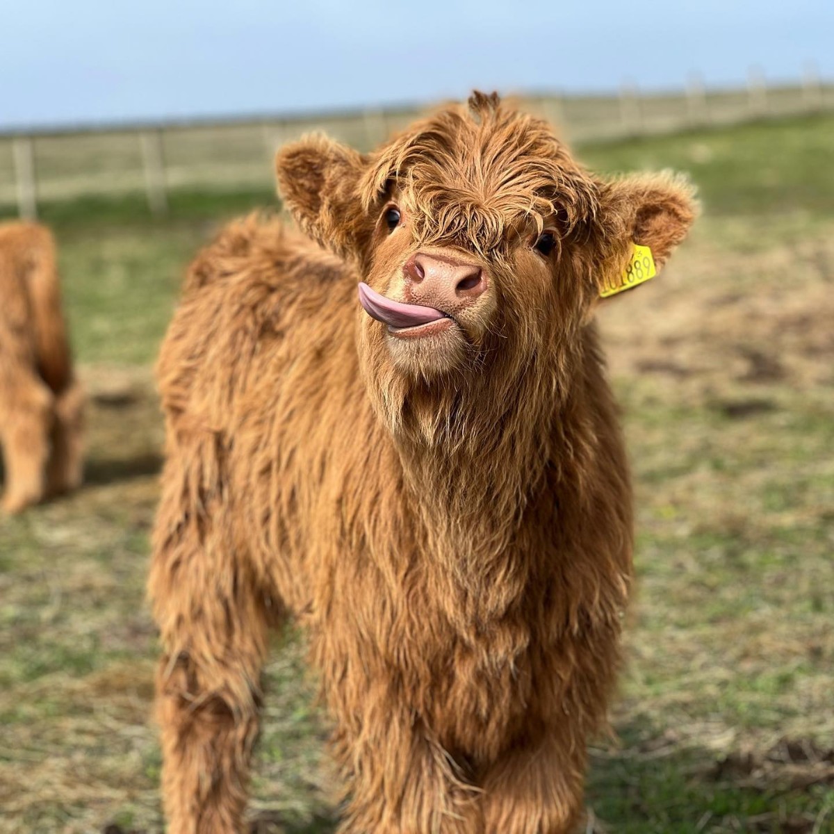 Tongues oot for #Coosday! 😜🐮 📍 North Uist, @OuterHebs 📷 IG/the_hebridean_cowgirl
