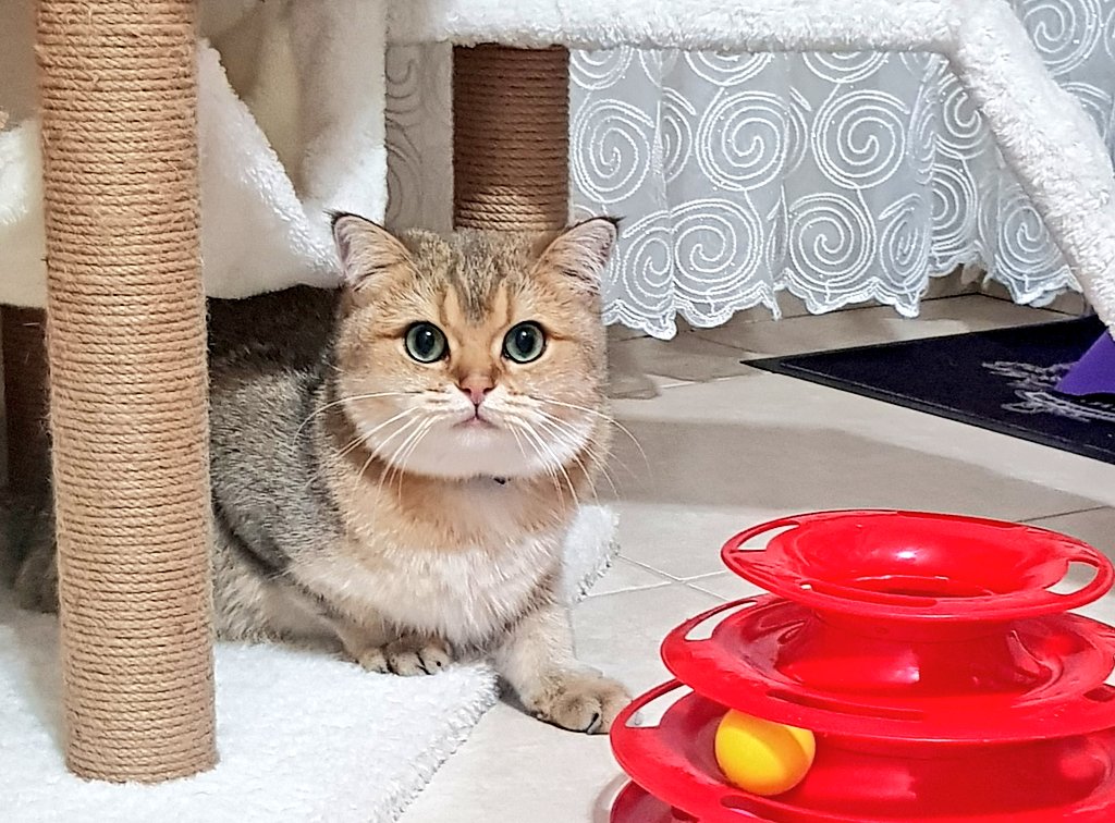 boncukbritish's tweet photo. #cat #catsofinstagram #cats #catlover #instacat #catoftheday #catlife #cats_of_instagram #catlove #catering #caturday https://t.co/aDmlgIGyyb