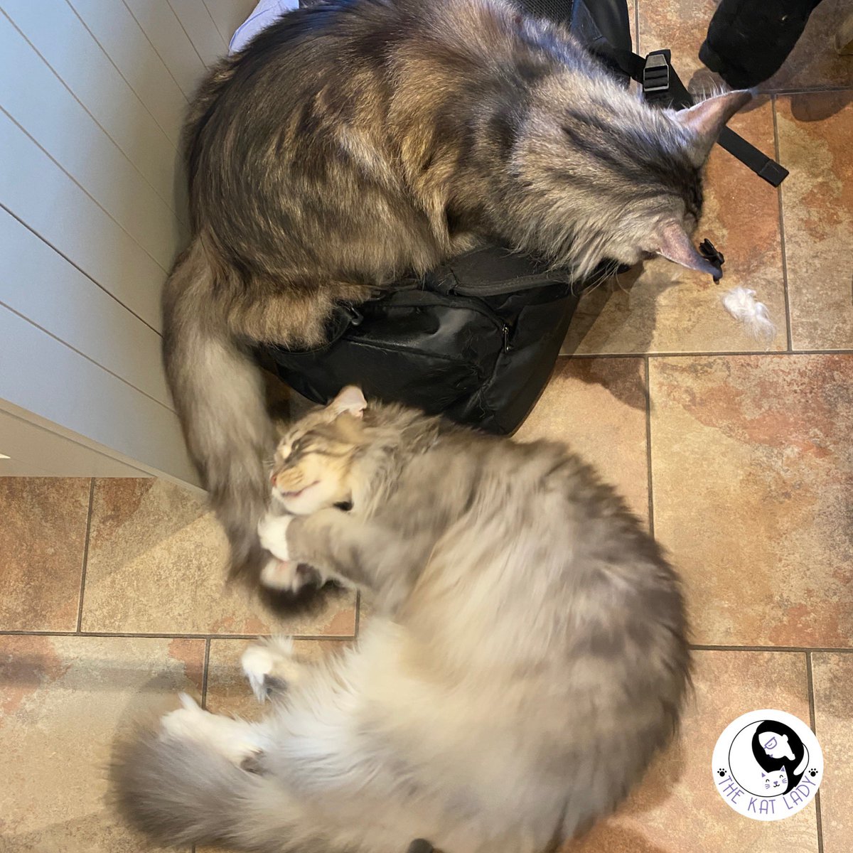 Blurry brothers Max and Bruce love the herbs in my kit bag and go crazy for valerian root especially! 💜#catsoftwitter #mainecoon #catgroomer #catgrooming