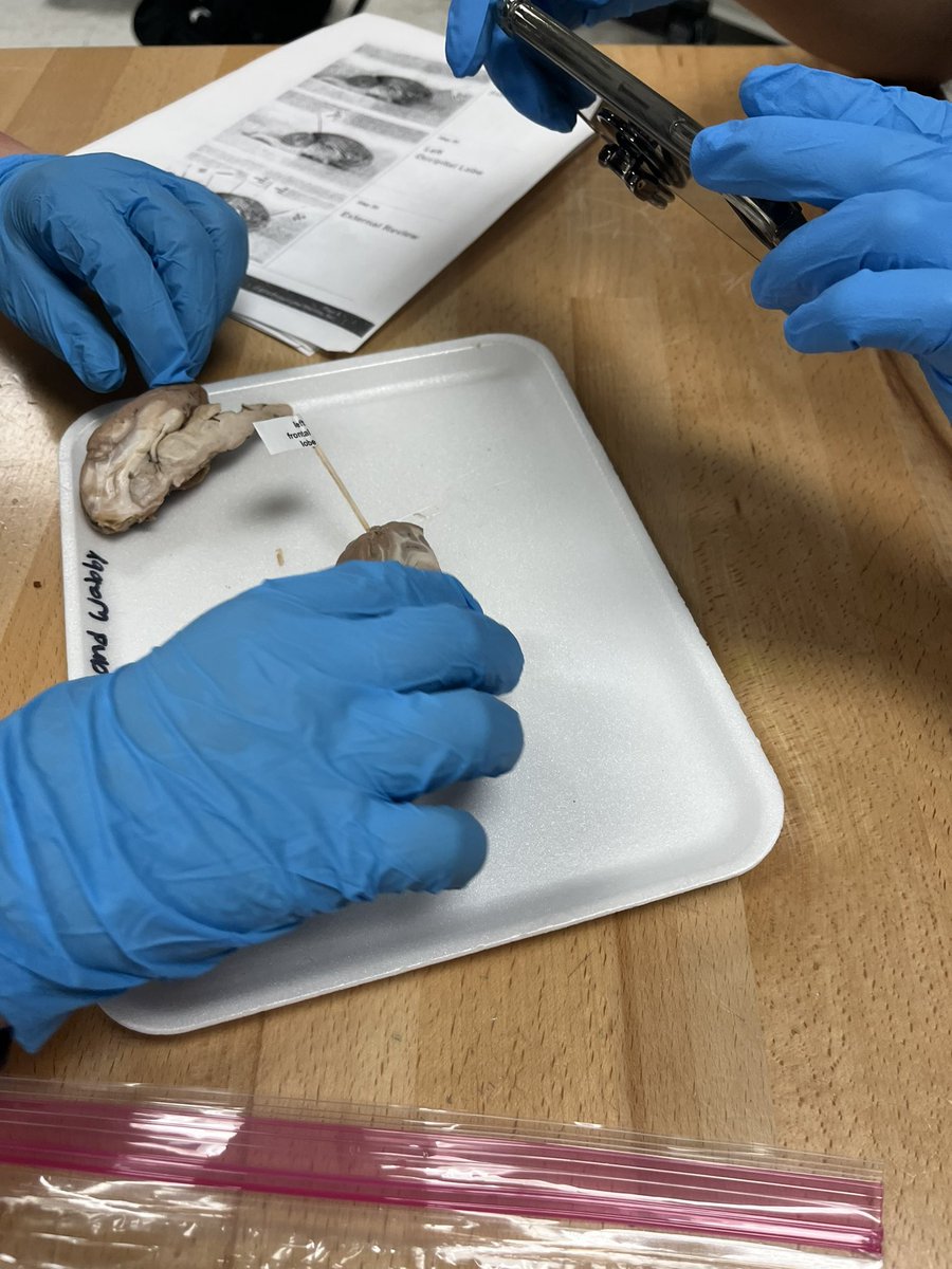 JMCSSNortheast's tweet photo. 🐆🧠 Brain dissections took place today! Future neuro surgeons at NMS during 7th grade PLTW Medical Detectives class 🧠🐆 #futuredrs #NMSjags #WeAreOne https://t.co/WfUyt5toa6