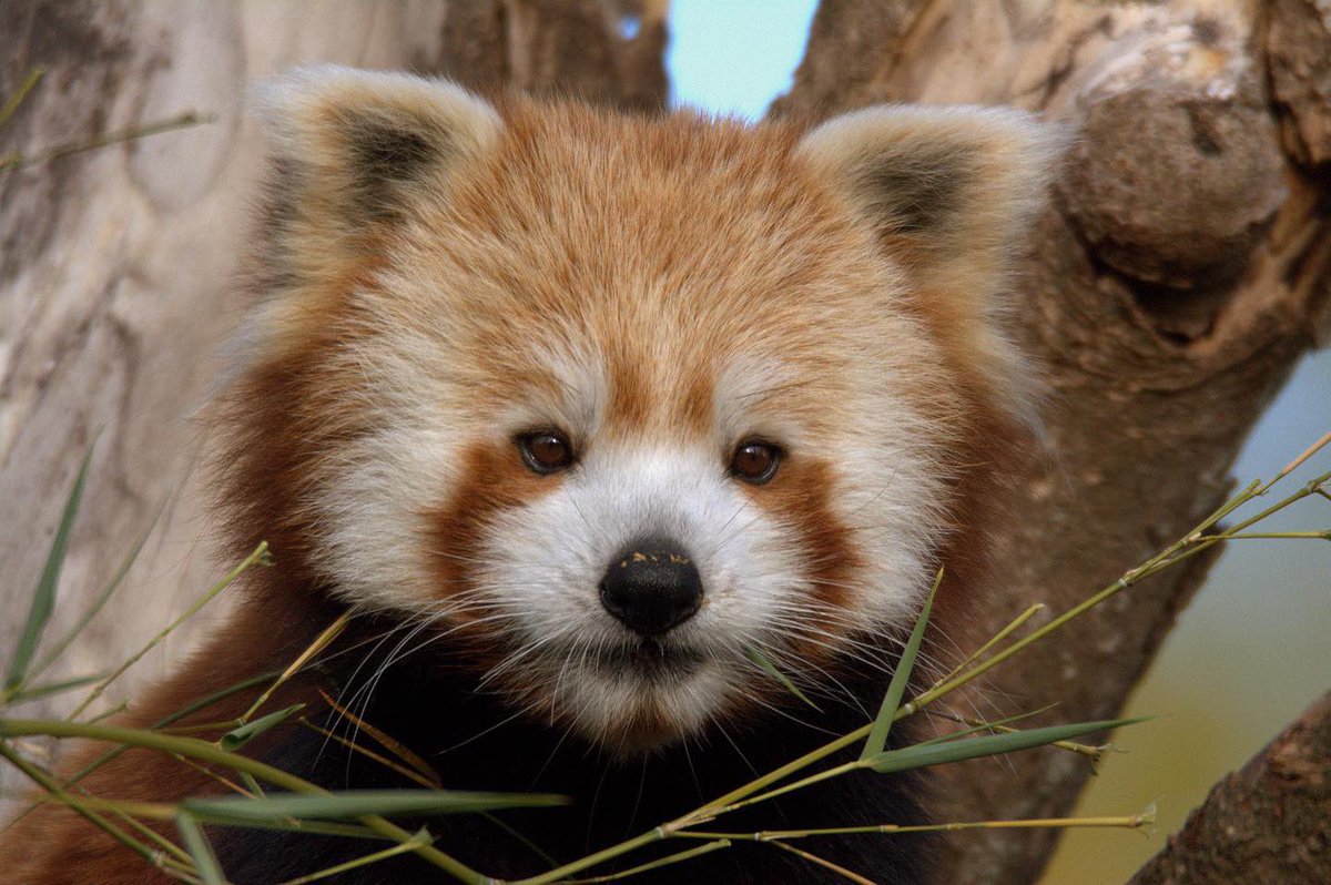 CotsWildTweets's tweet photo. We highly approve of @OrielOxford’s choice of mascot on tonight’s #UniversityChallenge @BBCTwo. Wishing the team the best of luck. We’re sure our #RedPanda Iris will be rooting for you too! #Oxford #burford #wildlifepark #wildlifephotography https://t.co/cOxKuMoTmu
