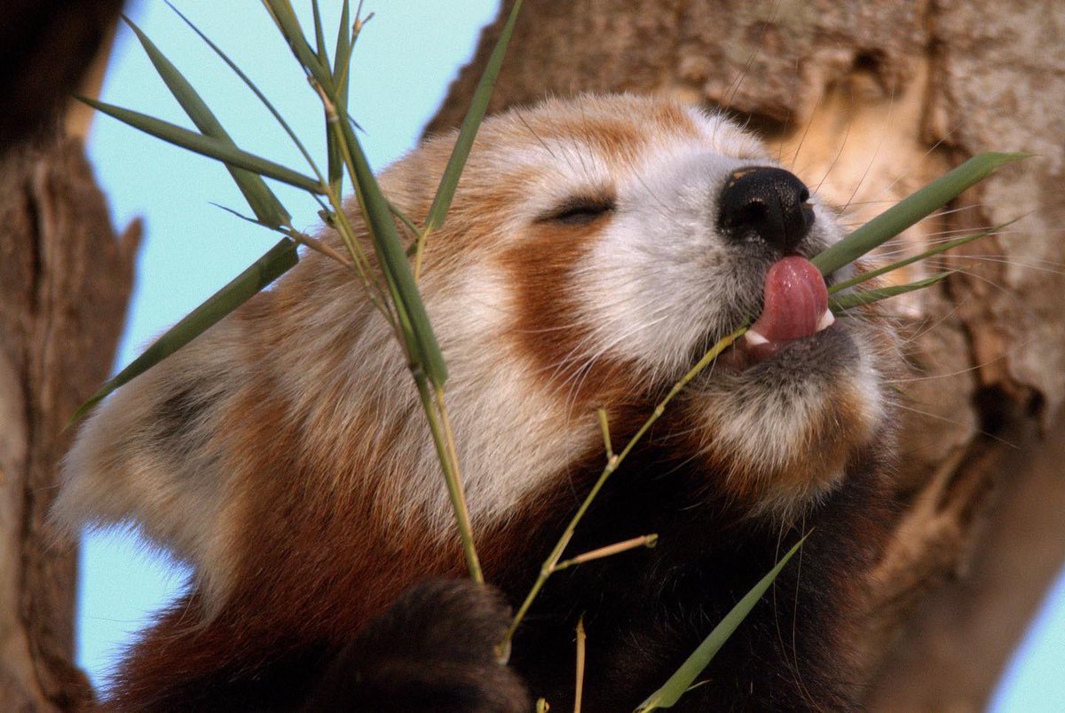 CotsWildTweets's tweet photo. We highly approve of @OrielOxford’s choice of mascot on tonight’s #UniversityChallenge @BBCTwo. Wishing the team the best of luck. We’re sure our #RedPanda Iris will be rooting for you too! #Oxford #burford #wildlifepark #wildlifephotography https://t.co/cOxKuMoTmu
