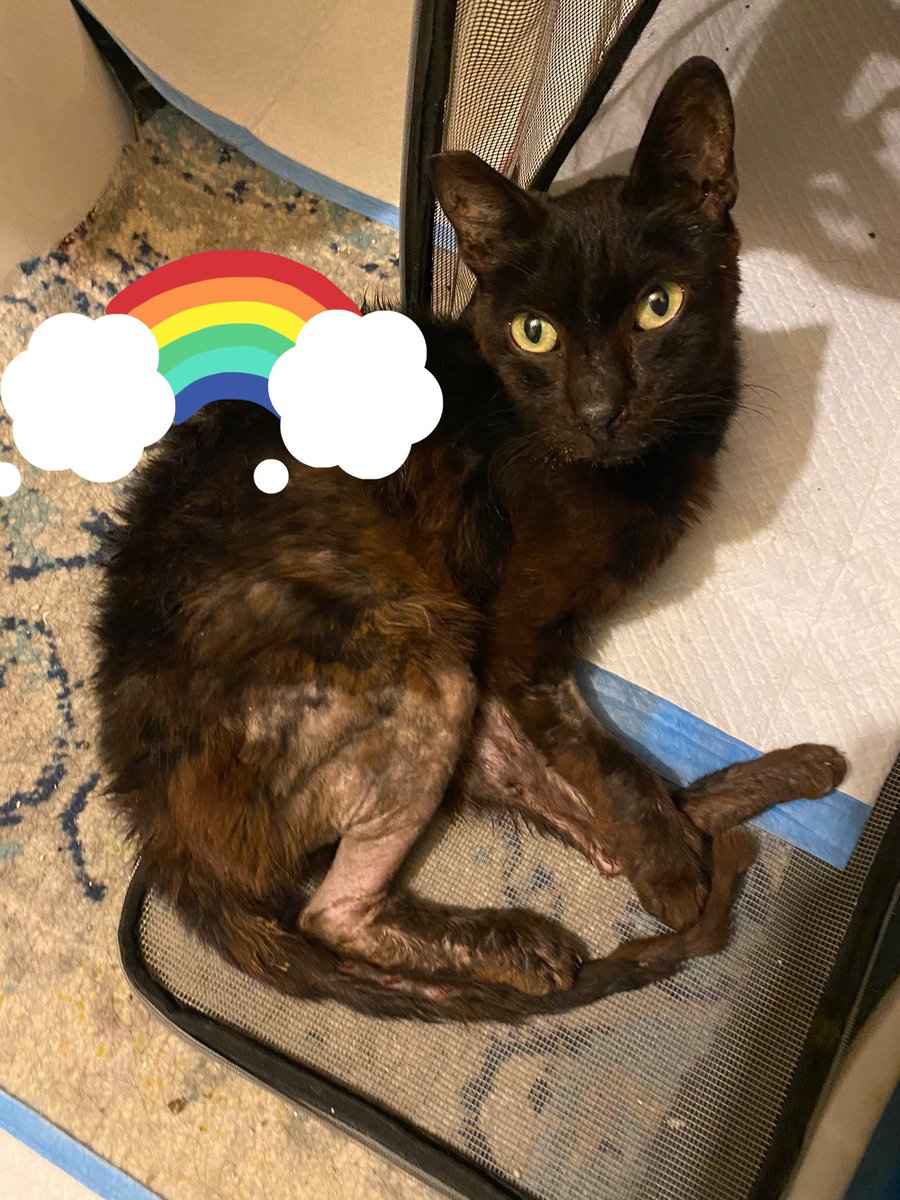 Binx 🐈‍⬛ (@BinxTheStrayCat) / Posts / X