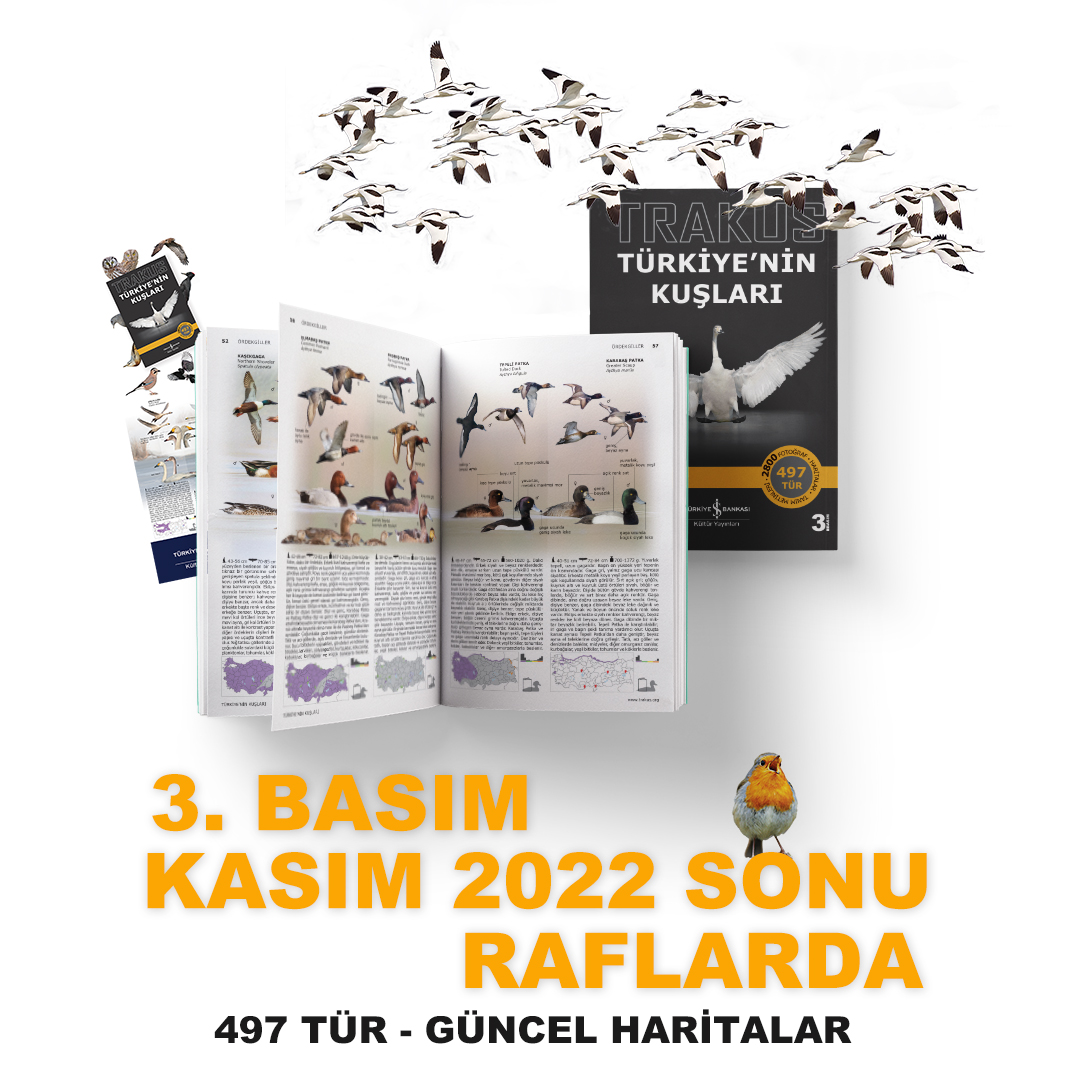 İlk iki baskısı kısa sürede tükenen TRAKUS Türkiye’nin Kuşları arazi rehberi 3ncü basım matbaa aşamasına geldi. Kasım sonu, Aralık başı gibi raflarda yerini alacaktır. 

1nci baskısı 491 tür, 2nci baskısı 494 tür ile sunulmuştu. 3ncü baskı 497 tür ile çıkıyor.