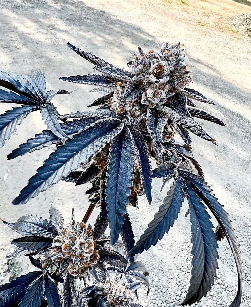 exoticgenetix's tweet photo. It’s the mid week #giveaway baby! This round will be for a pack of Splitz, available on https://t.co/5WijyxTR5F!!!

🚨Rules… 
• Follow @exoticgenetix 
• Like + Retweet
• Tag 3 friends 

🎉 I’ll announce a winner in 48 hours!!! Good luck!!! #exoticgenetix #itsalifestyle https://t.co/ANNiBBCx8l