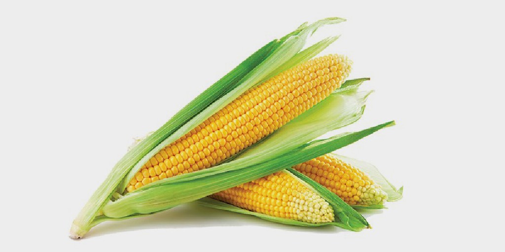 Smart_MST's tweet image. Can I apply Smart Nutrition MAP+MST in the fall? The answer may surprise you: bit.ly/3rnQl9H #fallapplication #fertilizer