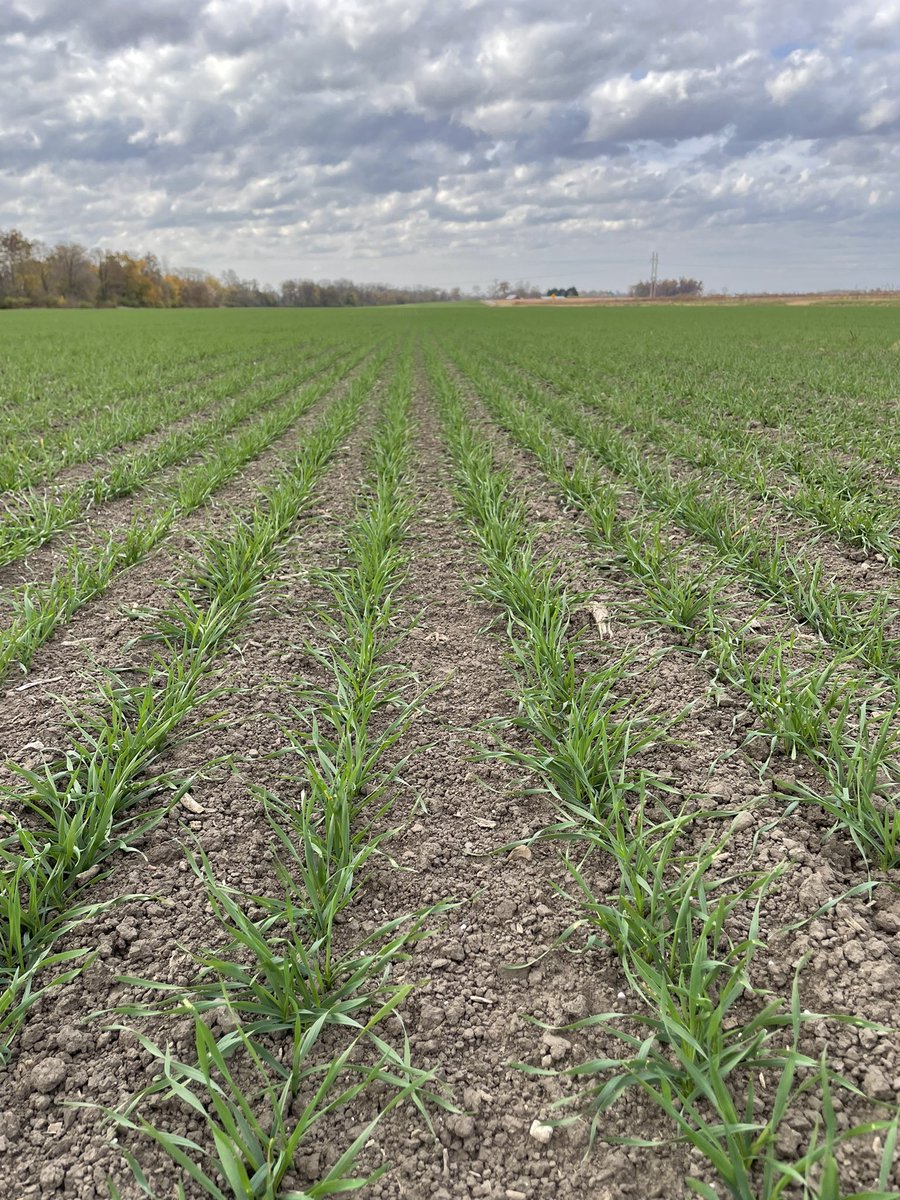 Dyna Gro 9182 getting it done early, even in these dry conditions, Titan XC helping unlock the available nutrients!!
<a href="/DynaGroSeed/">Dyna-Gro Seed</a> <a href="/growloveland/">Loveland Products</a> <a href="/AgricenCo/">Agricen</a> <a href="/NutrienAgRetail/">Nutrien Ag Solutions</a> <a href="/NutrienEast/">Nutrien Ag Solutions-East</a>