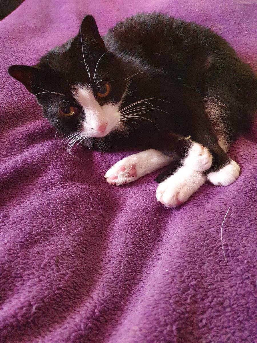 Akw13022's tweet photo. #Max wünscht allen einen entspannten Nachmittag #chillCat https://t.co/9o5Tnqm74k