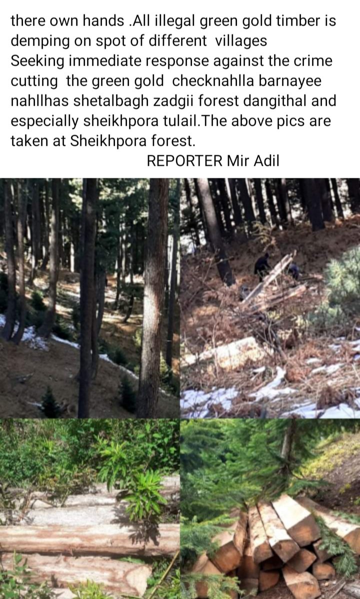 MirGurazy1's tweet photo. Hon,ble in this pic the reporter bellow mentioned is not sufficient to prove, let the team of district administration bandipora forest department visit the said location to identify the place of dumping of timber. @OfficeOfLGJandK @DivisionalComm1 @owas https://t.co/46Mdw1wpvY