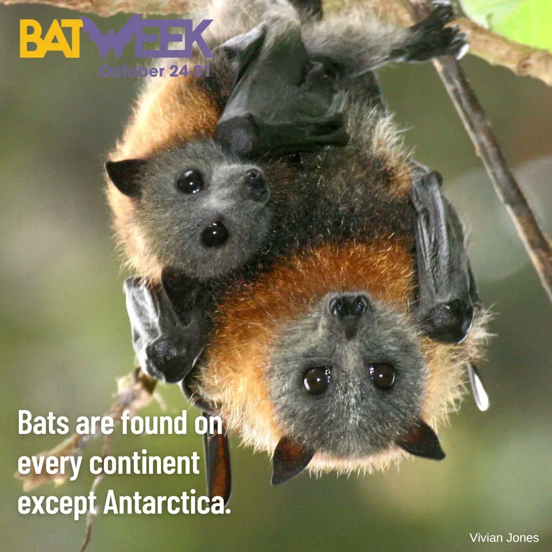 usflibrary's tweet image. 🦇 It's #BatWeek! 
💡 Five things you can do to celebrate:
Visit batweek.org
Make a #BatCraft buff.ly/3TykhMA 
Listen #BatSounds buff.ly/3TRY0sU 
Check out this podcast episode buff.ly/3D3Hpvo 
Read buff.ly/3N0qWNe