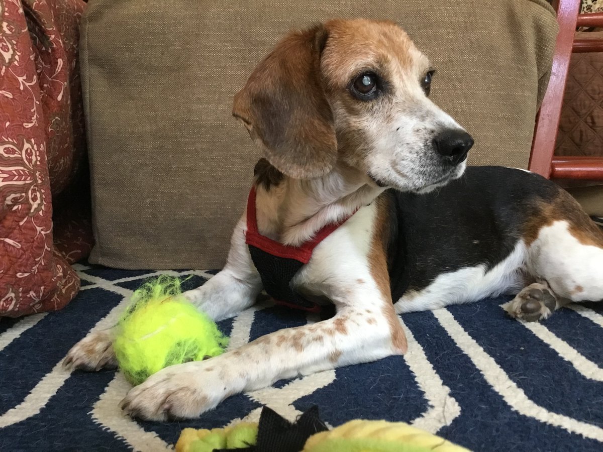 She came to the rescue blind, now she can see! Cora is the @WRALTV Pet of the Day, tune into the noon news to catch her TV debut! tribeagles.org/product/cora