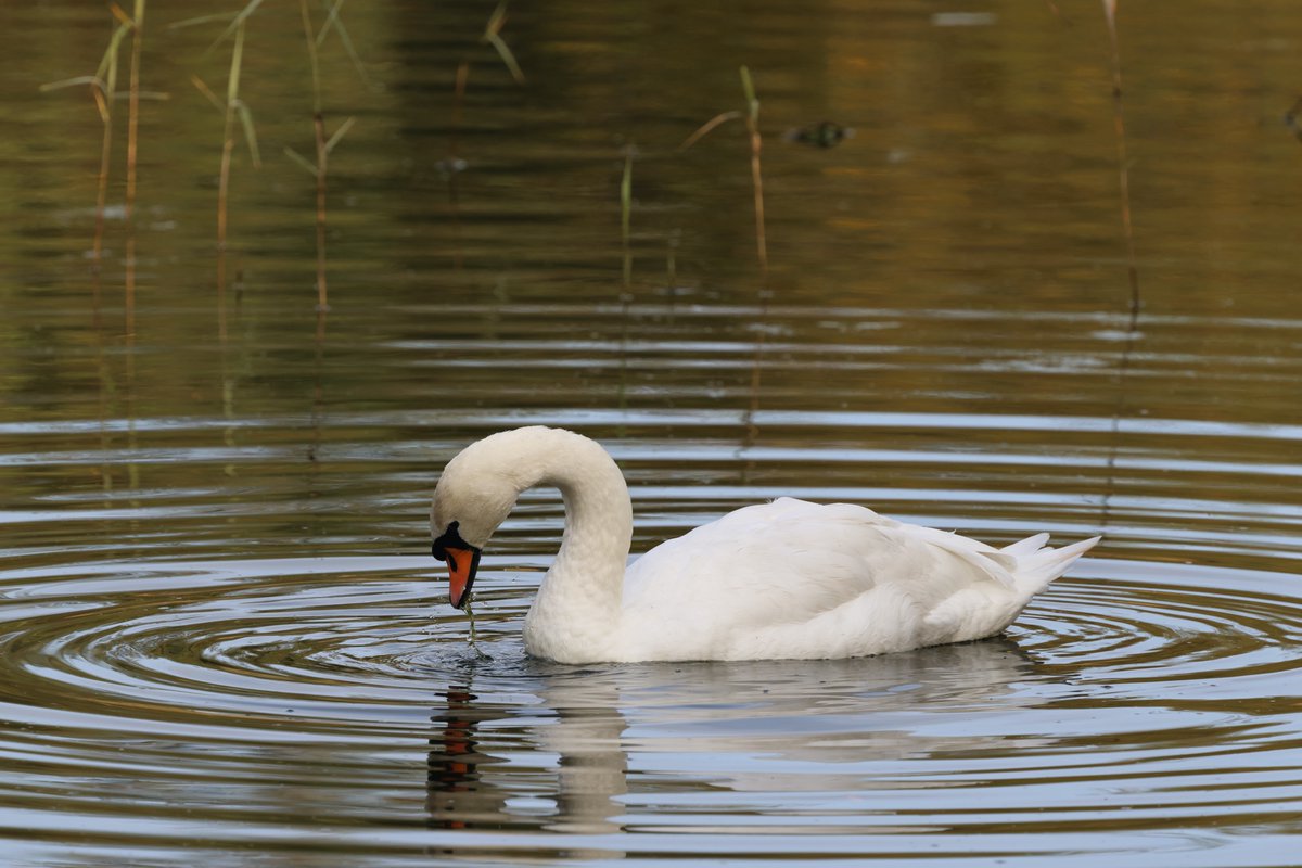 First outing with #CanonEosR7   #FarPasture  @durhamwildlife  ,you can never have enough photos of swans !!