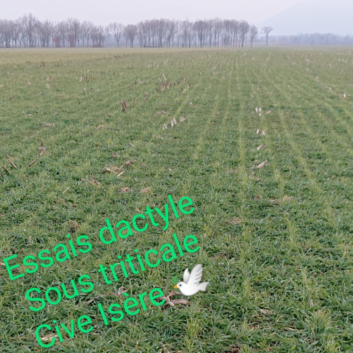 LaFNAMS's tweet photo. Toujours à l'affût d'une idée, nos #multiplicateurs expérimentent: essai de dactyle porte-graine sous couvert de triticale #CIVE, le méthaniseur n'est pas loin des production de #semences fourragères...ça se passe à Colombe dans l'Isère 😉 Merci à Philippe pour le partage! https://t.co/wnUU7ngagj