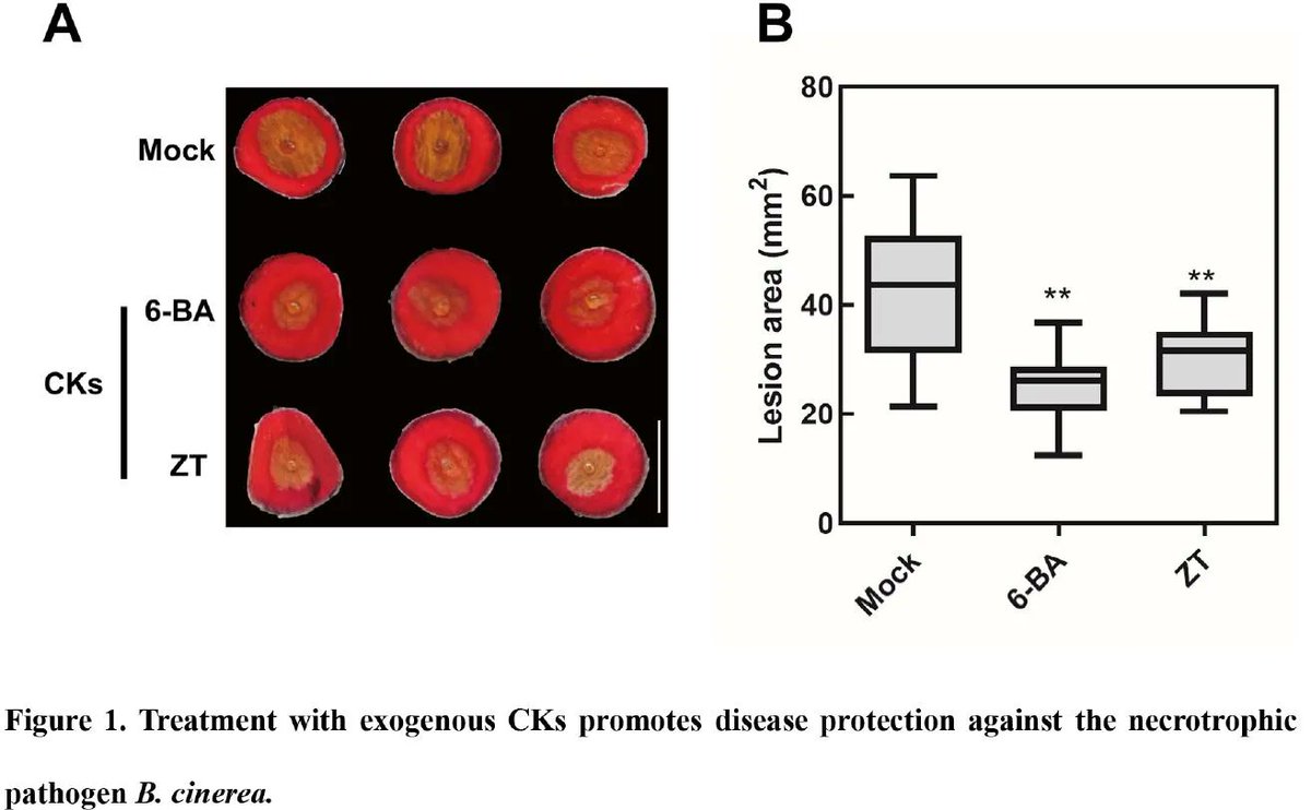 PlantPhys's tweet photo. Rose WRKY13 promotes disease protection to Botrytis by enhancing cytokinin content and reducing abscisic acid signaling (Xintong Liu, Xiaofeng Zhou, Dandan Li, Bo Hong, Junping Gao, Zhao Zhang) https://t.co/Fhw5NzlTYJ #PlantSci @ASPB https://t.co/y5F77qTuLg