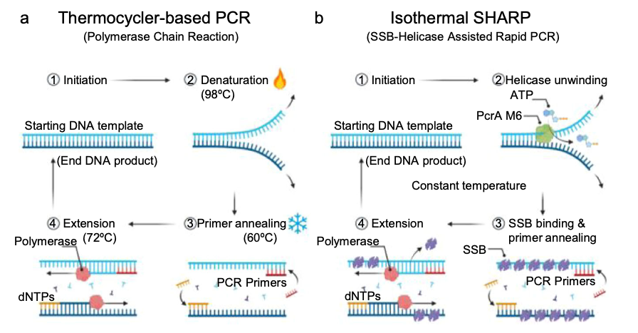 I guess you saw this right?
Thermocycler-free super fast PCR 😮
nature.com/articles/s4146…