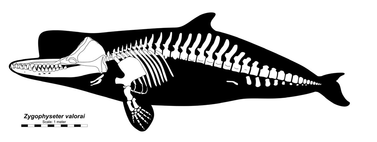 fishboy86164577's tweet photo. Skeletal of Zygophyseter valorai. This is a weird looking one, but following the published measurements in this thing’s description gives you a massive head and a VERY compressed thoracic region that despite the large &amp; wide skull results in a total length of only about 5 meters https://t.co/UZlM2H57us