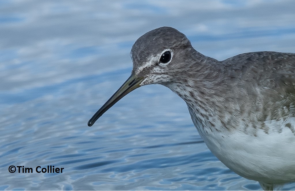 Could Green Sandpipers be present in the Ely valley in nationally important numbers? Find out and enjoy some wonderful photographs at a @glamorganbirds talk on 'The Birds of the Ely Valley’ at Peterston-super-Ely Community Hall at 7pm on Nov 1st. Non-members very welcome.