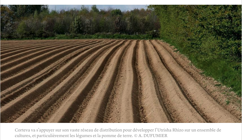 Biostimulants : Corteva passe un accord pour distribuer l’Utrisha Rhizo bit.ly/3N2eaOh <a href="/agrodisT/">Agrodistribution</a> <a href="/CortevaFR/">Corteva France</a>
