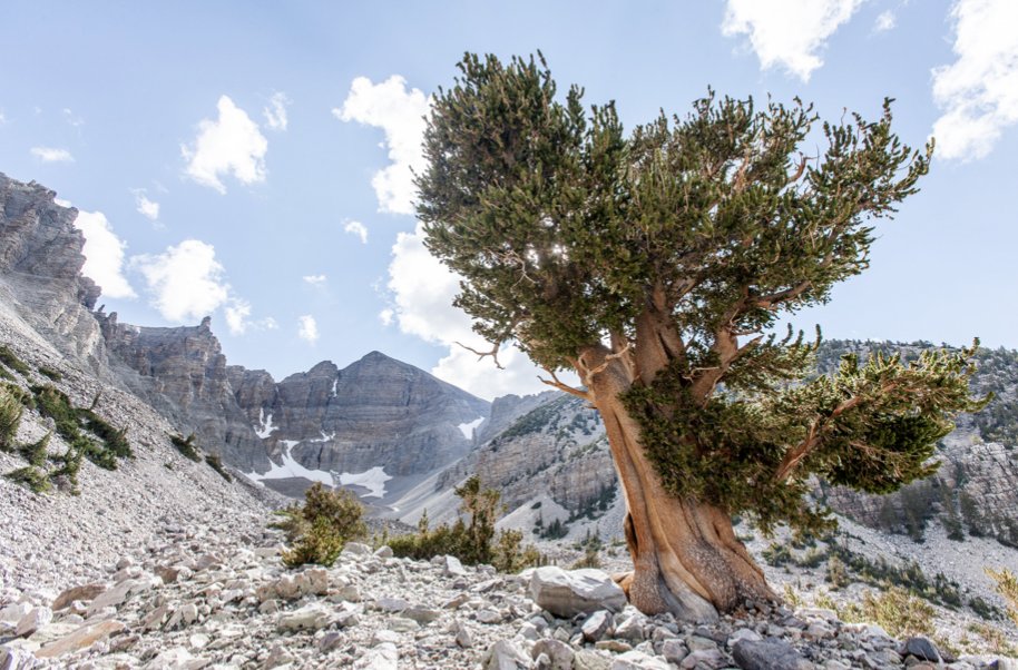 Bristlecone pine trees are truly extraordinary. Twisted and gnarly, weathered by time and wind, they are among the oldest living things on this planet. Just look at how regal they stand, role models of resilience 🙏🏾🌲🌎