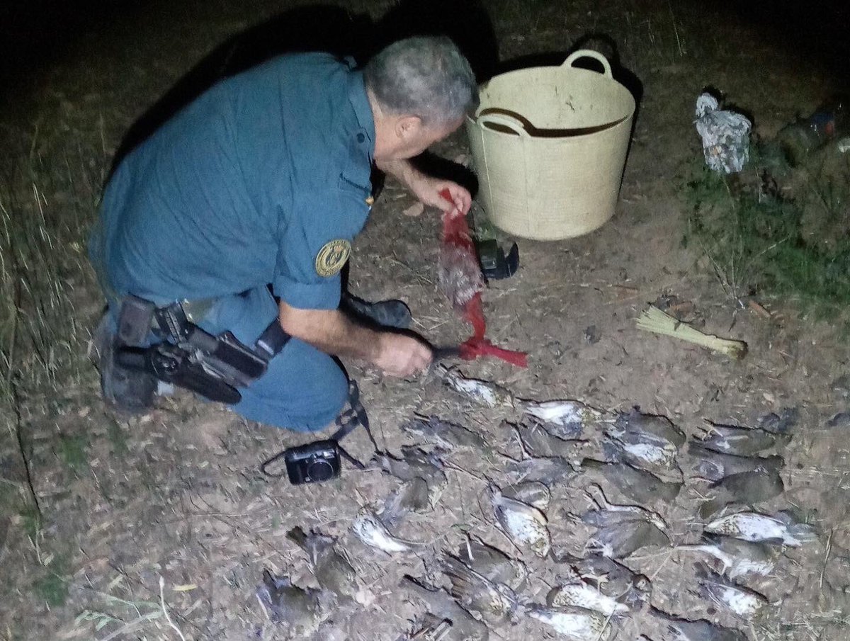 CABS_REPORTS's tweet photo. โ ๏ธ Anti-poaching operations against bird trapping with #limesticks in #Spain: we have already led the @guardiacivil to convict 10 bird trappers. 450 limesticks, 9 mist nets, 80 live traps & dozens of dead thrushes seized from the poachers. Read more ๐ https://t.co/7sFMrwNsDS https://t.co/ctqvxChbM9