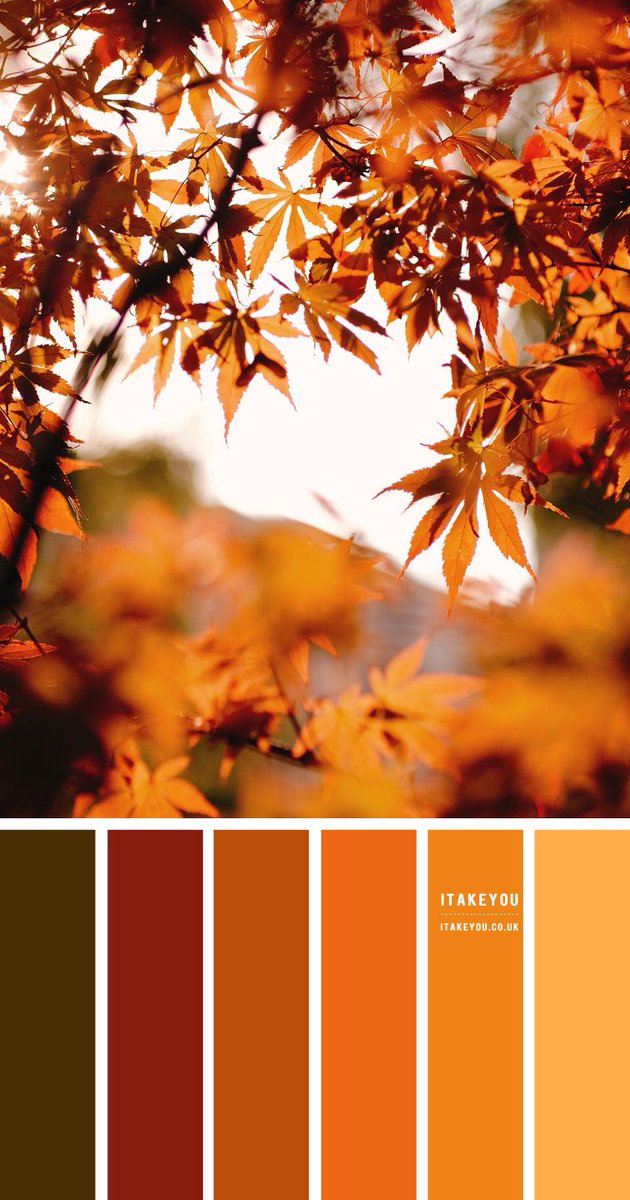 AbsoluteDecs's tweet photo. Autumnal Palettes are so what’s the word …. Snuggly 🥰 #AutumnVibes #AutumnColors https://t.co/E4MbiLxFlf