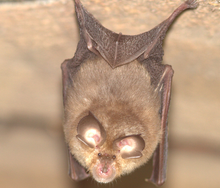 departement17's tweet photo. 🎃#IDsorties17 spéciales #Halloween 👻
Chauve-souris, qui es-tu 🦇❓
Pour le savoir, participez à des ateliers ludiques au Marais aux oiseaux #EchappéesNature
📅Le 27 octobre et le 3 novembre
🕰️à 14h30- Durée : 1h
👉https://t.co/ePymdEjYRv https://t.co/3Znrpo8la5