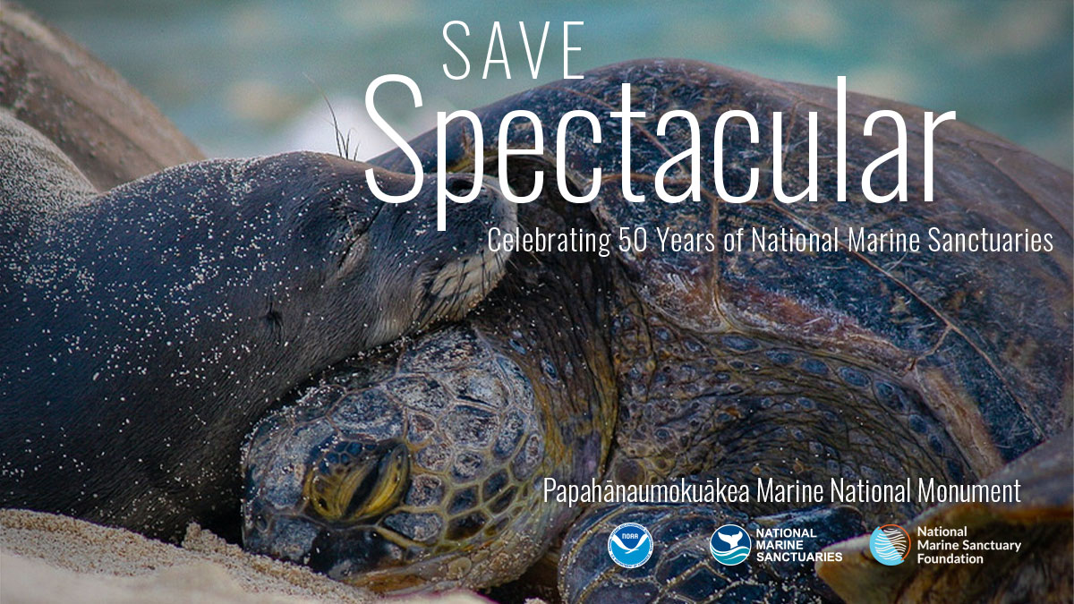 The National Marine Sanctuary System is home to #MarineLife you might see at the aquarium. Sanctuaries have protected these species and the places they call home for 50 years! Join @marinesanctuary and @sanctuaries to help us #SaveSpectacular. 

savespectacular.org