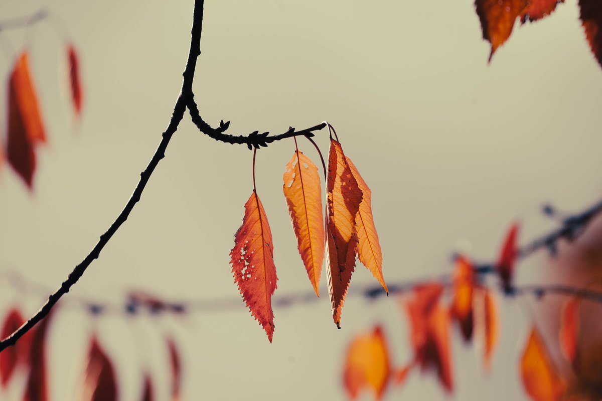#Autumn #leaves #photography
