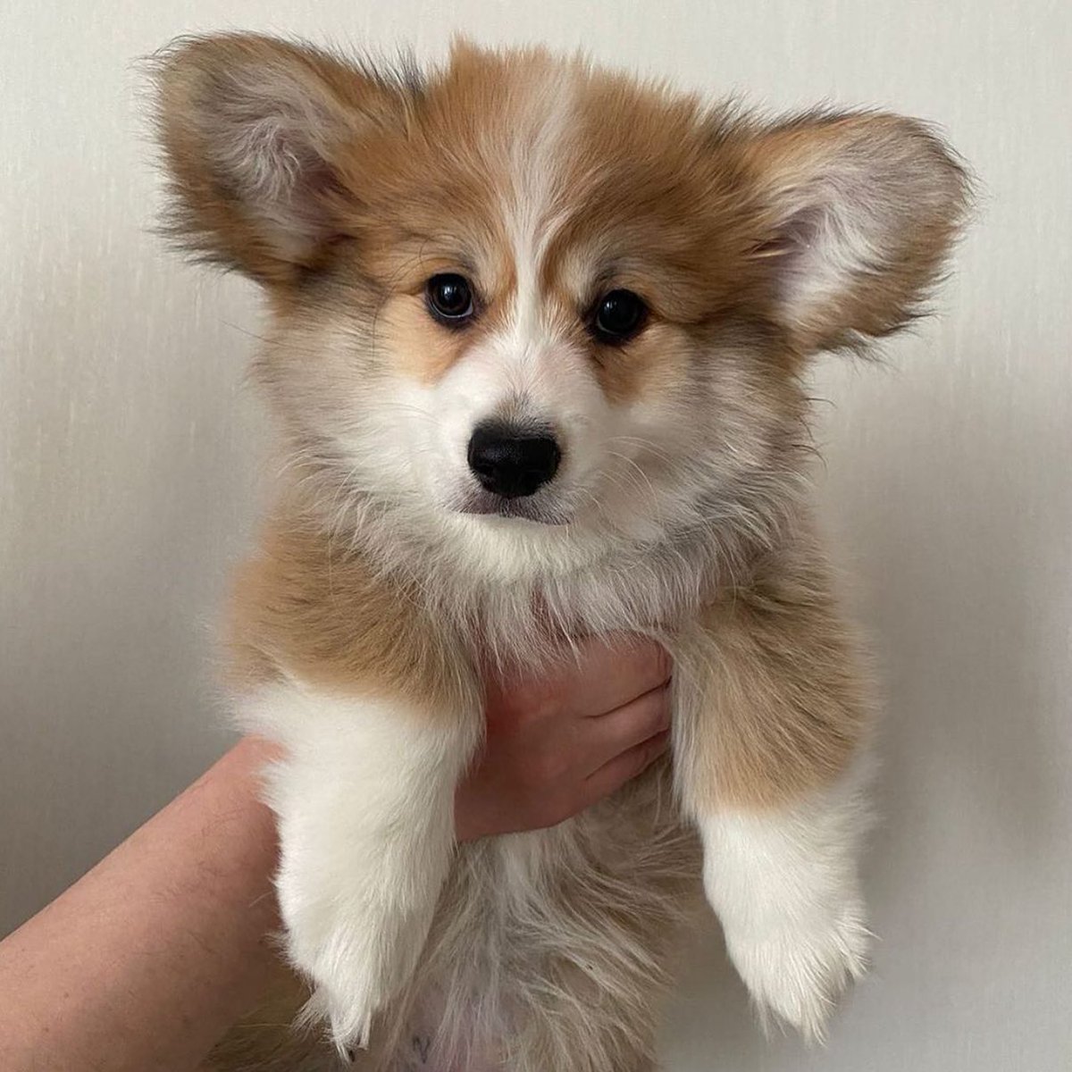 💓💓💓

Cute or not??

#corgi #corgis