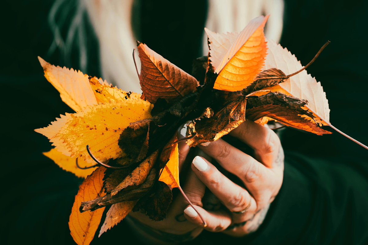#Autumn leaves #redleaves #nature #photography