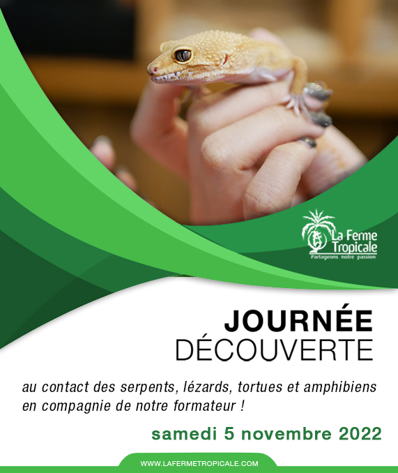 FermeTropicale's tweet photo. Passez une journée avec notre formateur au sein de notre centre d'acclimatation pour avoir une première approche pédagogique du monde des reptiles et amphibiens ou faire découvrir votre passion à un proche !

Prochaine session le samedi 5 novembre ➡ https://t.co/SLoMlVocf1 https://t.co/9IdKkfGT6v