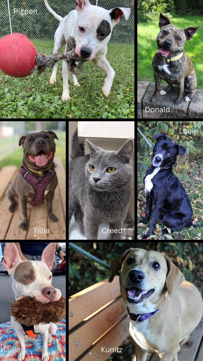 HSWCMD's tweet photo. CURRENT #ADOPTION SPECIALS!!!
⭐ Adopt Hallie, Tillie, Donald, Pigpen, Louie or Kunitz for $50 through 10/29!
⭐ Adopt Creed for $10 through 10/29!
⭐ $25 off all cat adoption fees though 11/5!

Learn more: https://t.co/fQRQZayq3s https://t.co/dqKrG7TmIU