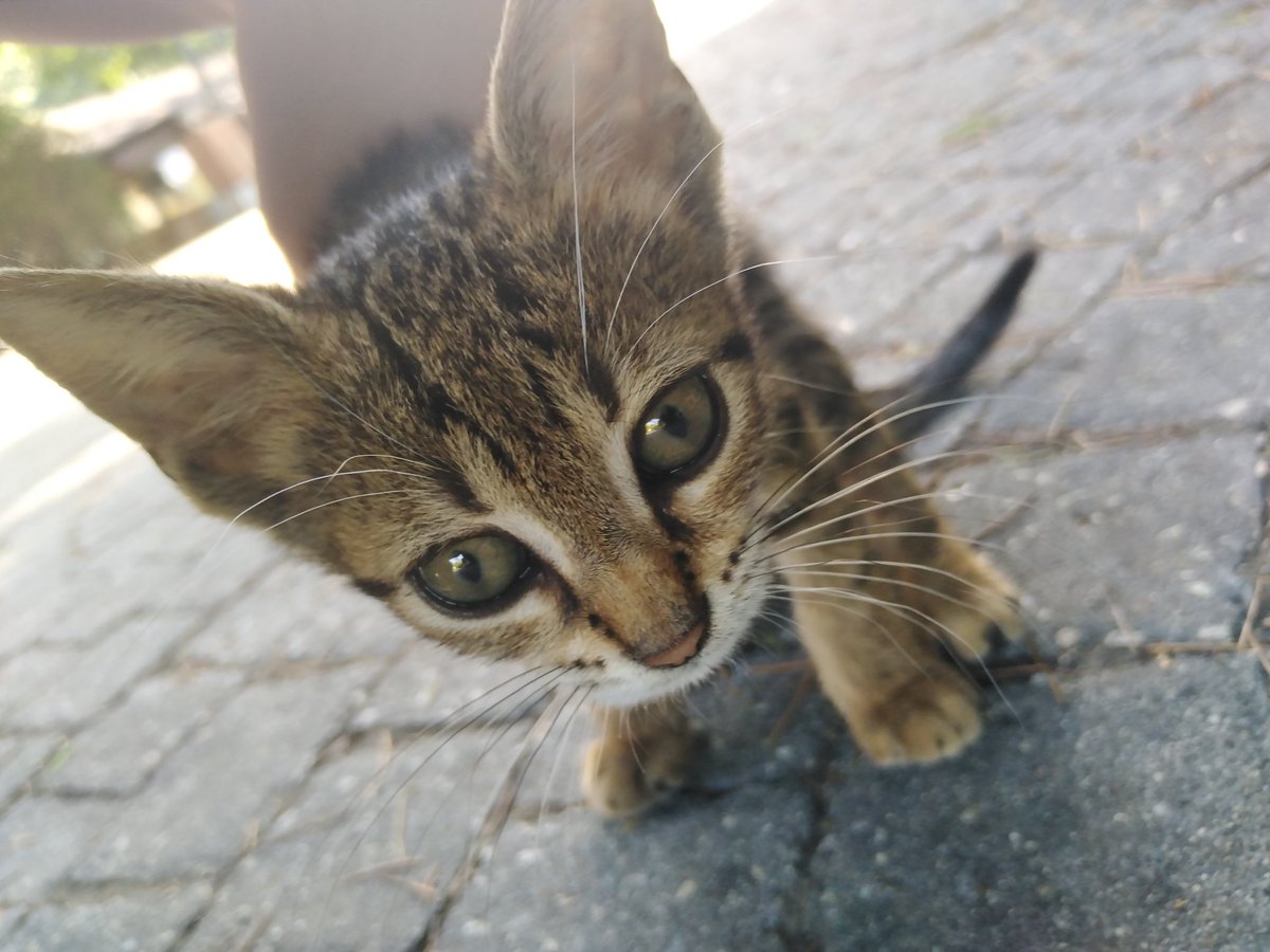 Lee knowumuz İyiki doğmuş o zaman 💗#meowforLeeKnow