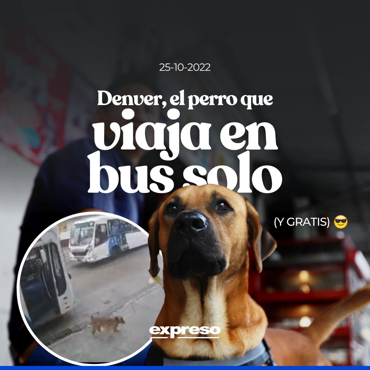 Expresoec's tweet photo. 🐶 El perro que se viralizó en redes sociales por bajarse de un bus completamente solo, tiene nombre: Denver. Se moviliza en este medio de transporte para llegar al local de sus dueños, en el sur Guayaquil.

Conoce más de él: https://t.co/CVbAW1vTA5 https://t.co/OKfNPTAXlk