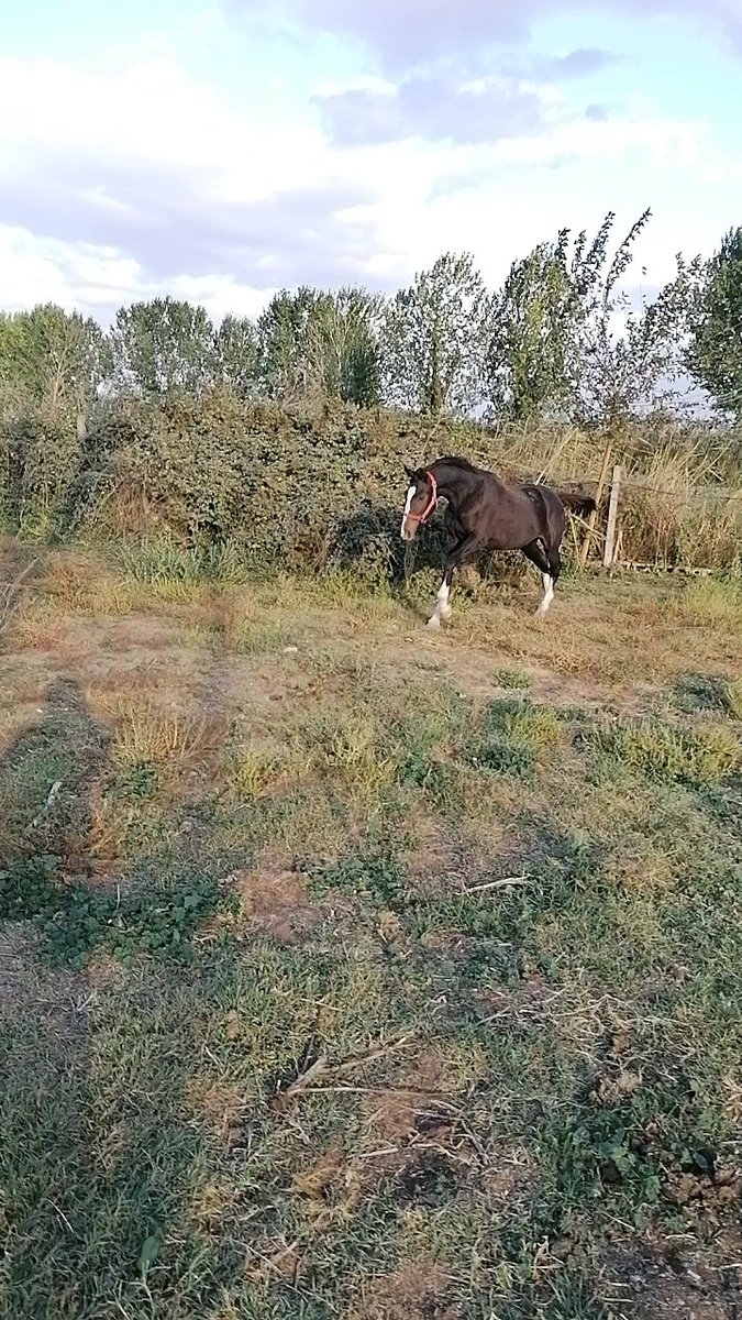 Tüm Taylarımız satılmıştır yeni sahiplerine hayırlı olsun Allah ayaklarını düz bastırsın inşallah 🥇🏇💪🐎🏆🏅👏🧿🔥🙏