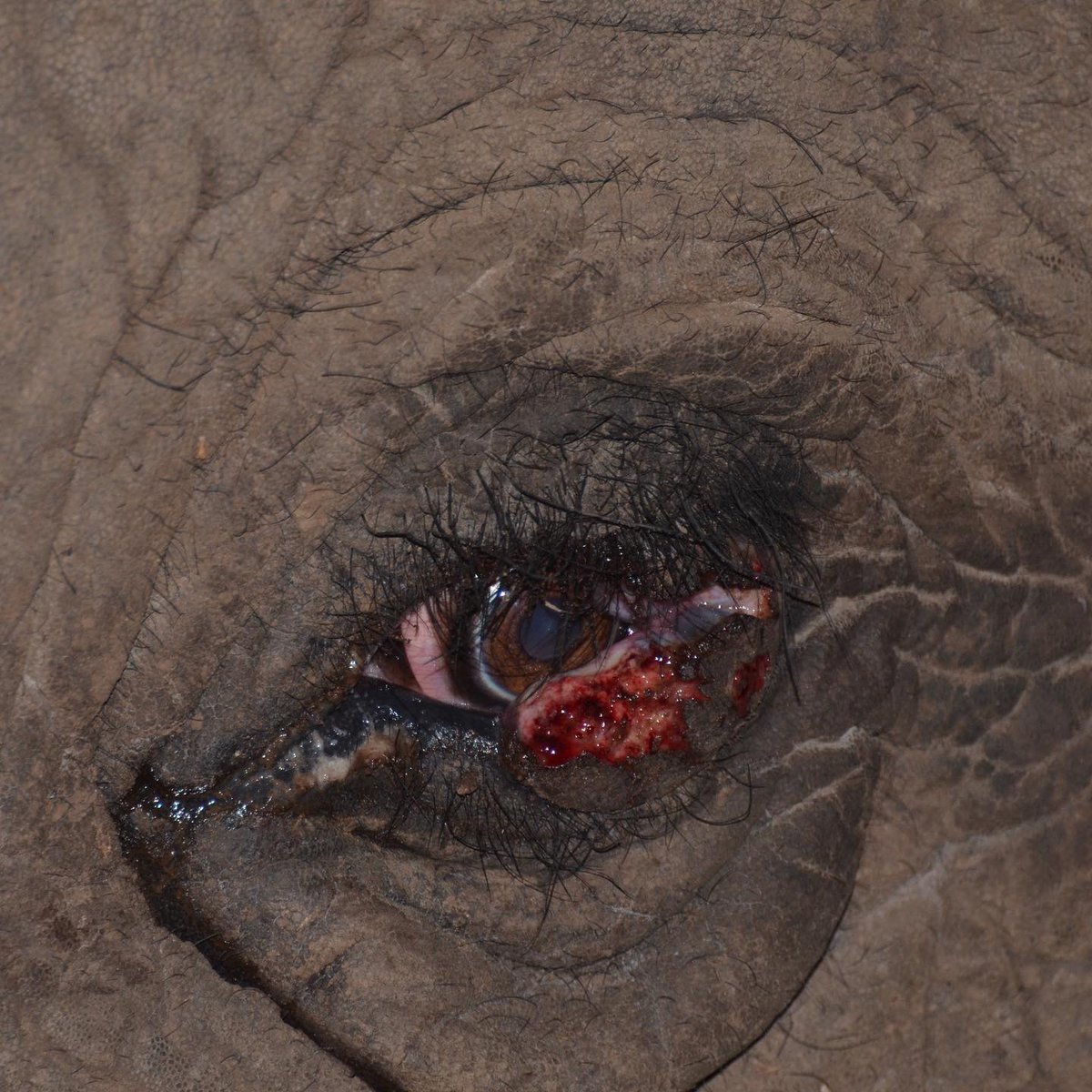 DrWillFowlds's tweet photo. We recently headed out to #SchotiaSafaris to treat an #ElephantBull named Millennium with a suspected cancerous growth on his. Thankfully the results revealed no signs of cancer, and showed the wound was merely a parasitic infection. A happy outcome for this charismatic bull. 🙌 https://t.co/3iiB2QJs3H