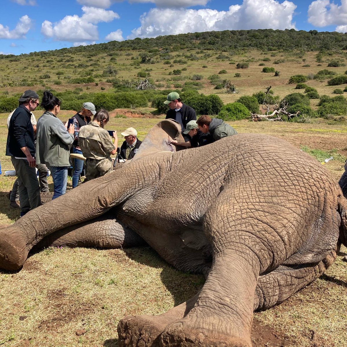 DrWillFowlds's tweet photo. We recently headed out to #SchotiaSafaris to treat an #ElephantBull named Millennium with a suspected cancerous growth on his. Thankfully the results revealed no signs of cancer, and showed the wound was merely a parasitic infection. A happy outcome for this charismatic bull. 🙌 https://t.co/3iiB2QJs3H
