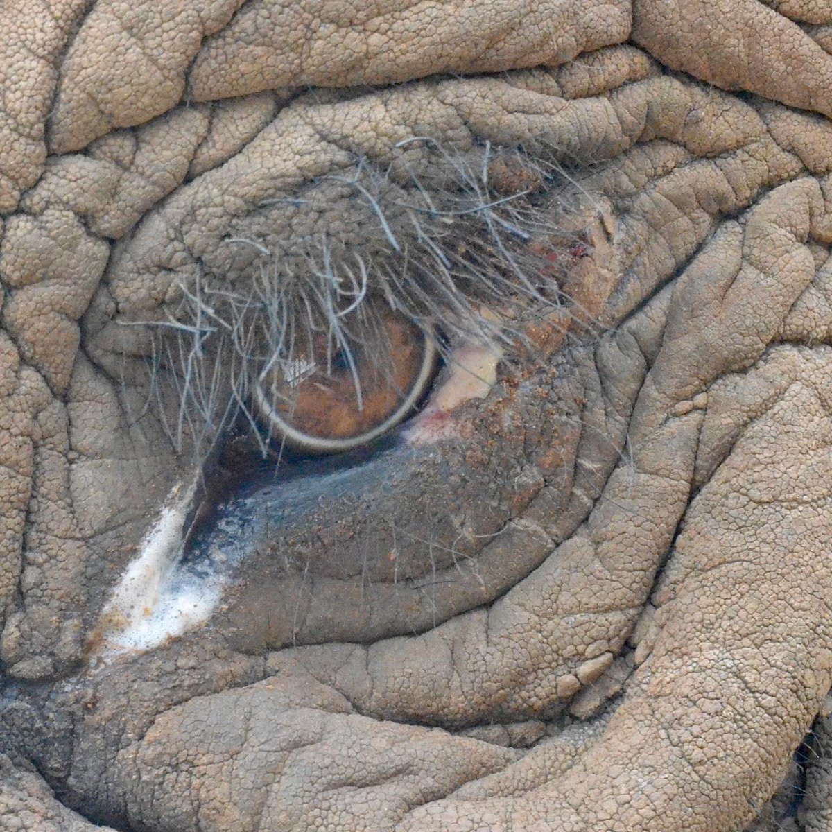 DrWillFowlds's tweet photo. We recently headed out to #SchotiaSafaris to treat an #ElephantBull named Millennium with a suspected cancerous growth on his. Thankfully the results revealed no signs of cancer, and showed the wound was merely a parasitic infection. A happy outcome for this charismatic bull. 🙌 https://t.co/3iiB2QJs3H