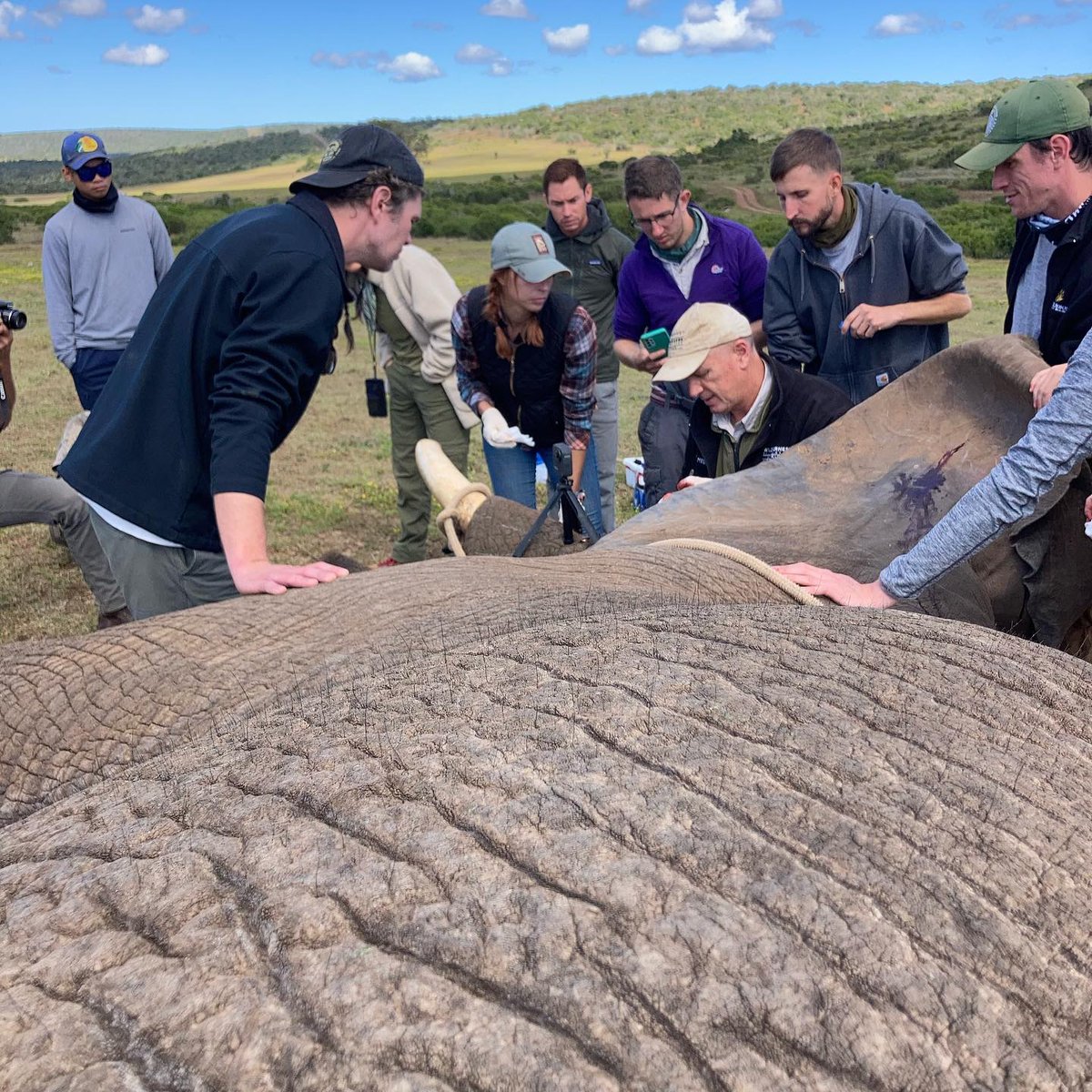 We recently headed out to #SchotiaSafaris to treat an #ElephantBull named Millennium with a suspected cancerous growth on his. Thankfully the results revealed no signs of cancer, and showed the wound was merely a parasitic infection. A happy outcome for this charismatic bull. 🙌