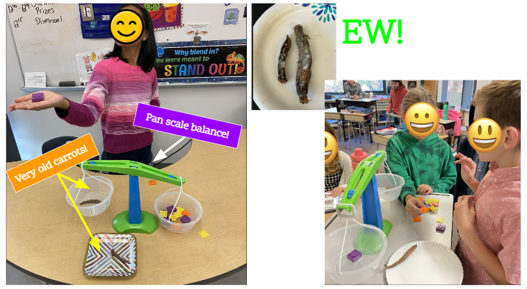 MsKBoisvert's tweet photo. Grade 5 Number Corner for October:  How does the mass of a carrot change over time when left uncovered and unrefrigerated?  Nashoba students were super excited to have a turn using the pan scale balance!  @TLNashoba @MLCmath https://t.co/vptqUjIZn2