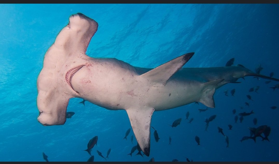 Deve2w's tweet photo. Hammer Head Shark https://t.co/CZTyVpAPS9